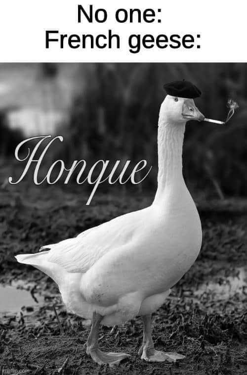 No one: French geese: Honque