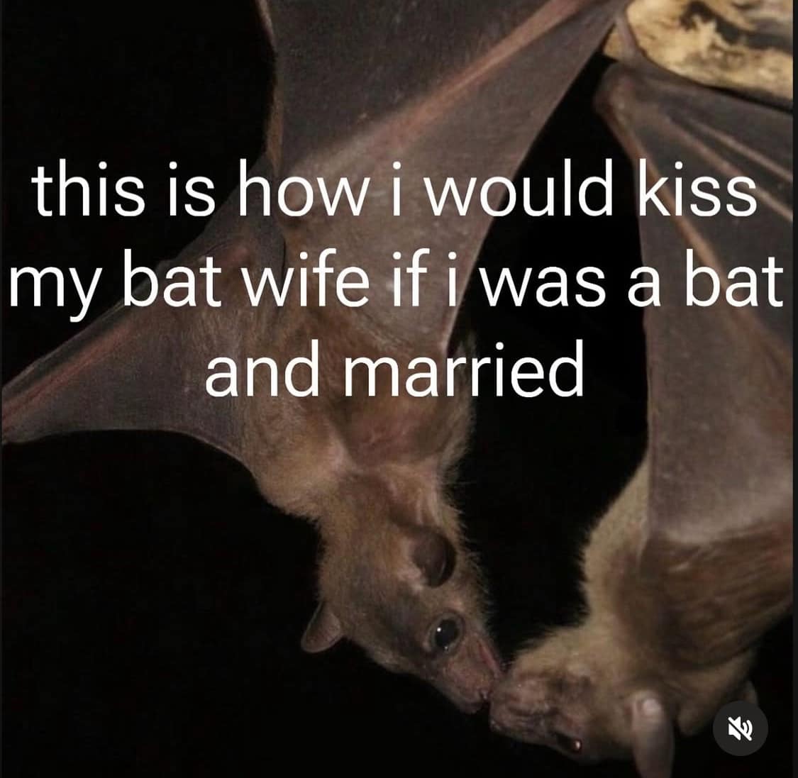meme dump, funny memes, hilarious memes, trending memes, internet memes, viral memes, office memes, work memes, reaction memes, snackable humor, break-time memes, digital comedy, lunchtime laughs, internet memes, shareable memes, comic relief, midday pick-me-up, group chat memes, viral humor, quick punchlines, endless scroll memes, caffeine replacement memes, dank memes, dank meme dump