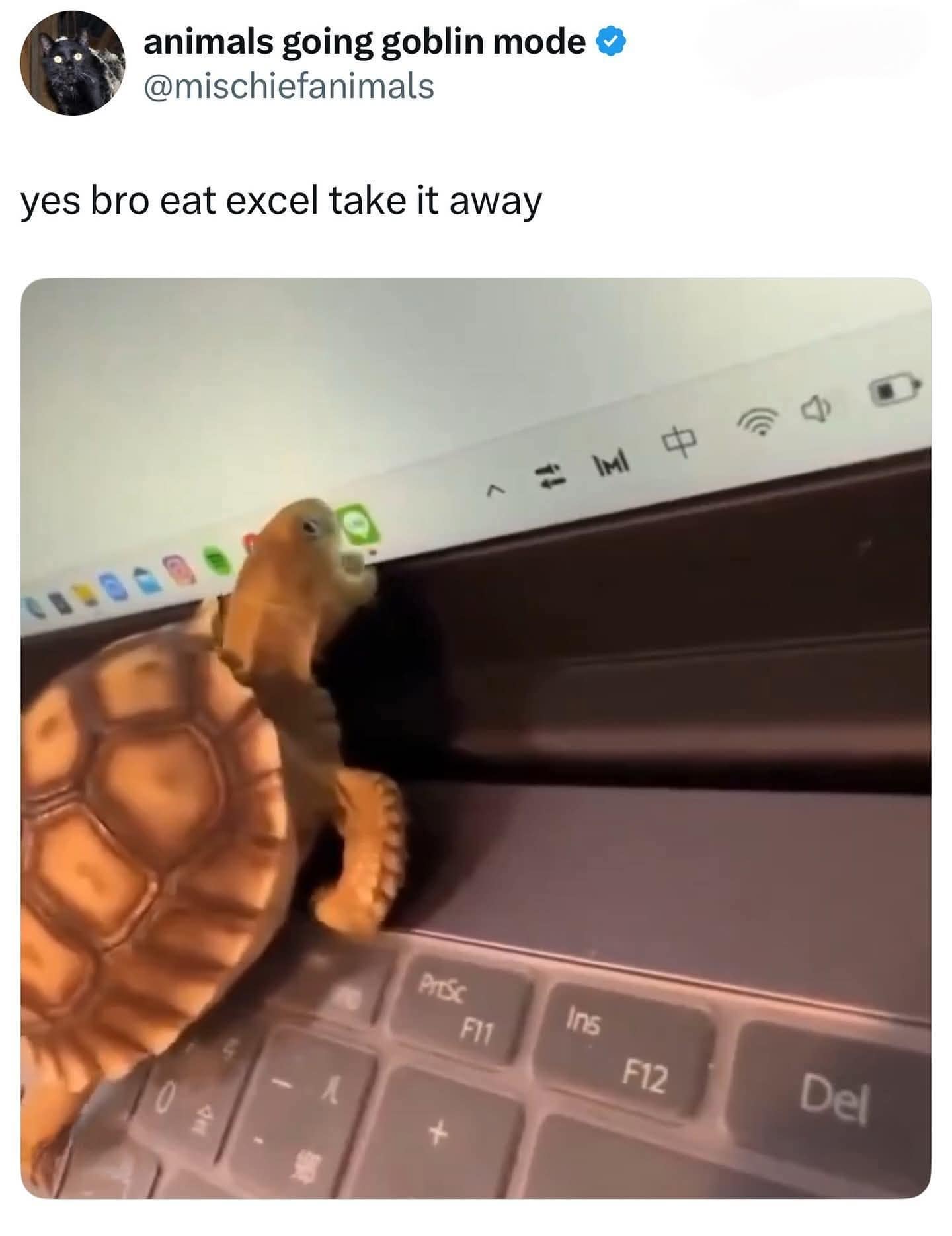 animals going goblin mode © @mischiefanimals yes bro eat excel take it away (MI Arse Fli Ins F12 Del