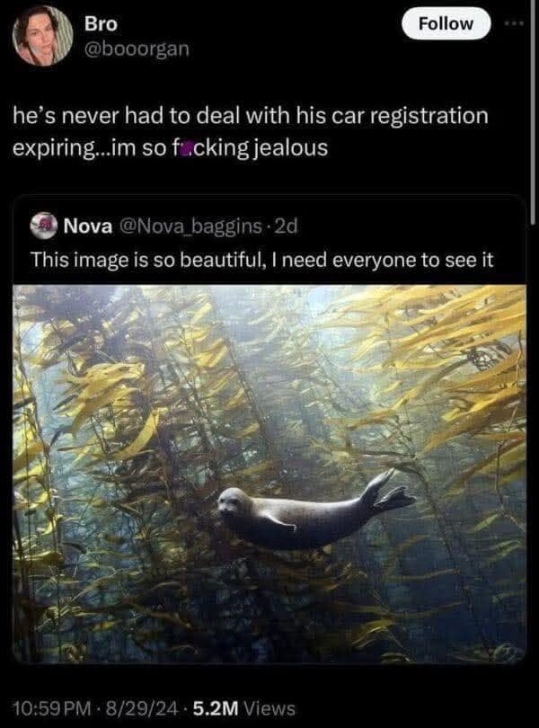 A tweet jokes about envying a seal in a peaceful underwater image for never having to deal with car registration — a beautifully ironic classic meme.