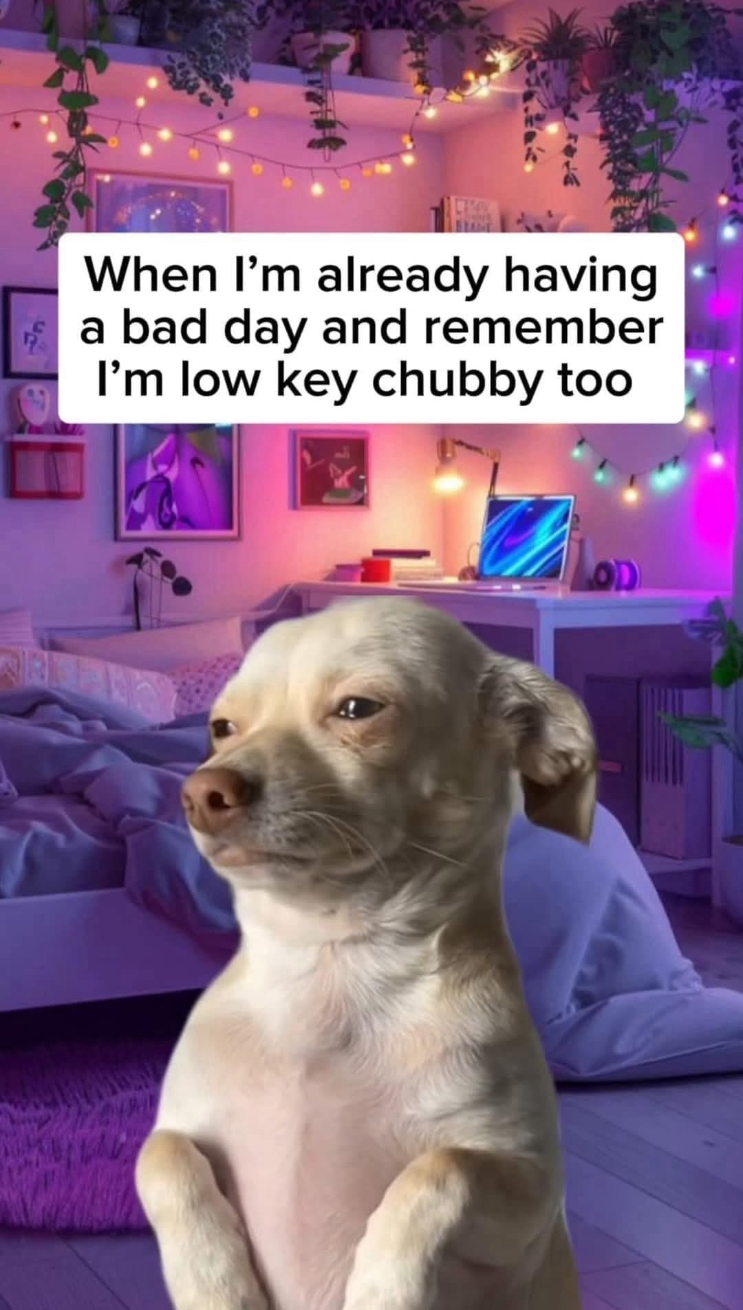 A funny meme using a sad chihuahua for the feeling of remembering you are also chubby.