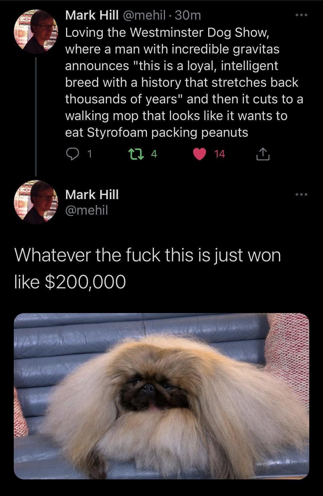 A funny tweet about a Westminster dog looking like a mop that wants to eat styrofoam.