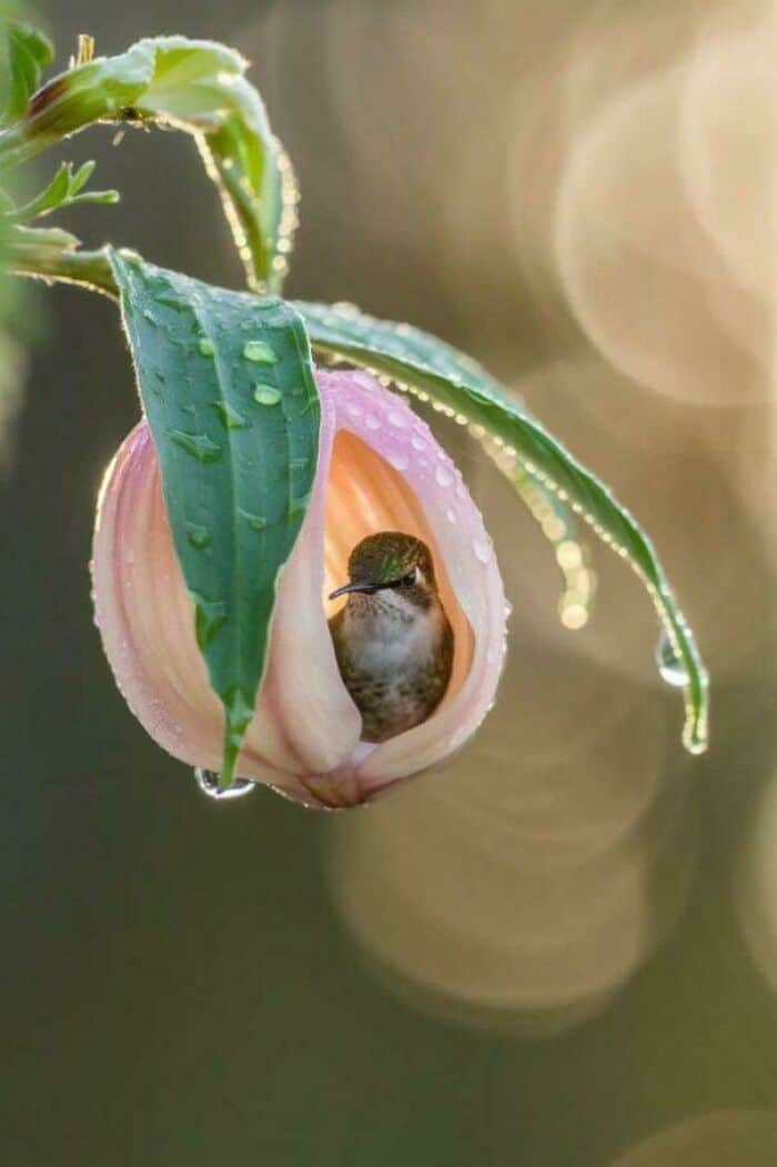 A beautiful and positive post featuring a stunning photo of a hummingbird in a flower.