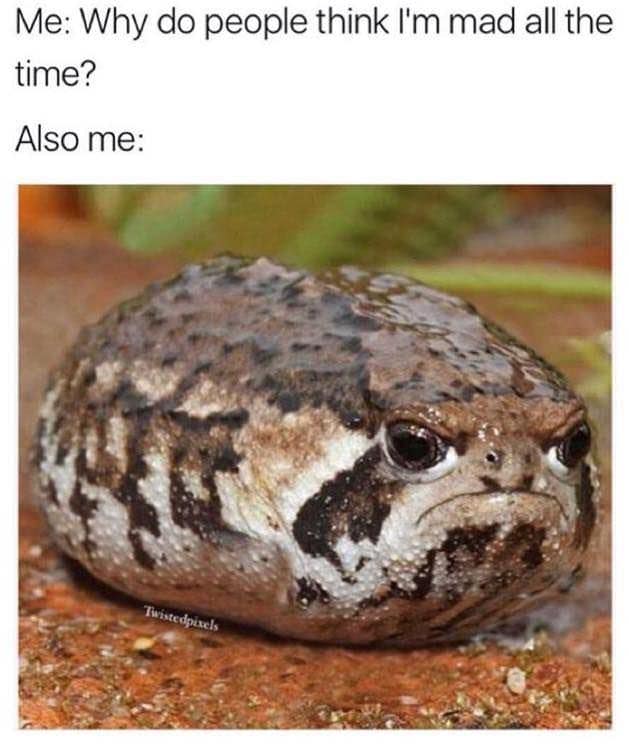 Close-up of a chubby desert rain frog glaring; caption reads “Me: Why do people think I’m mad all the time? Also me.”
