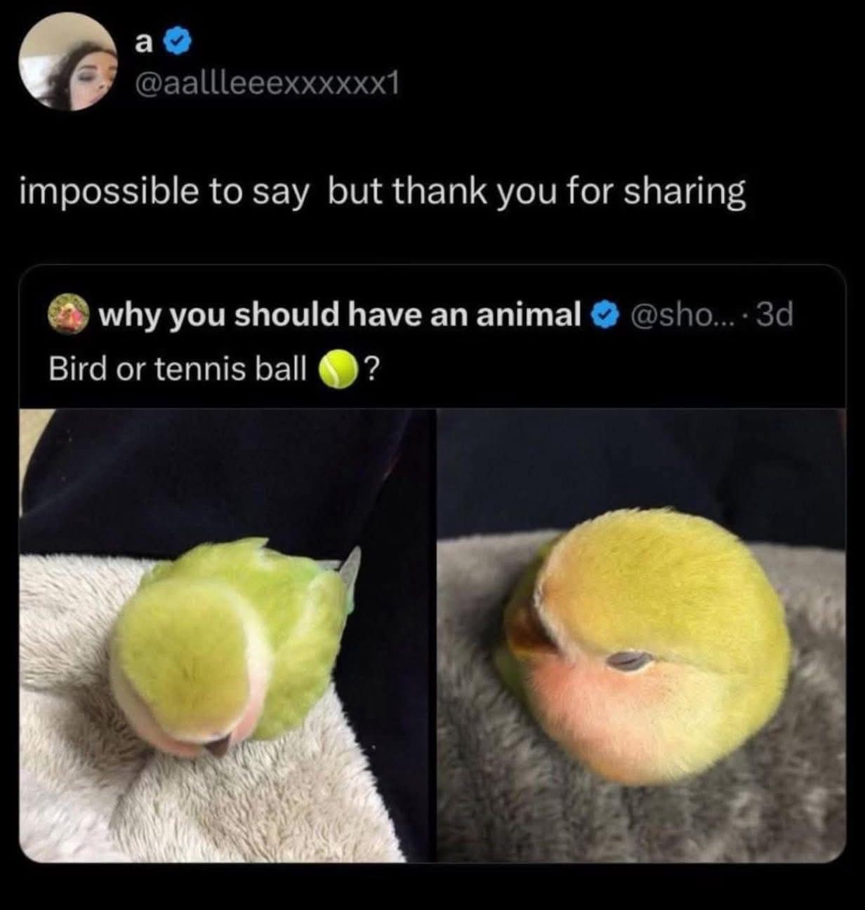 Two funny and confusing photos of a small green and yellow bird that looks almost exactly like a common tennis ball from a certain angle.
