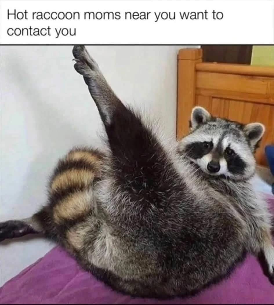 A funny meme of a seductive-looking raccoon posing on a bed with a classic spam ad internet caption.