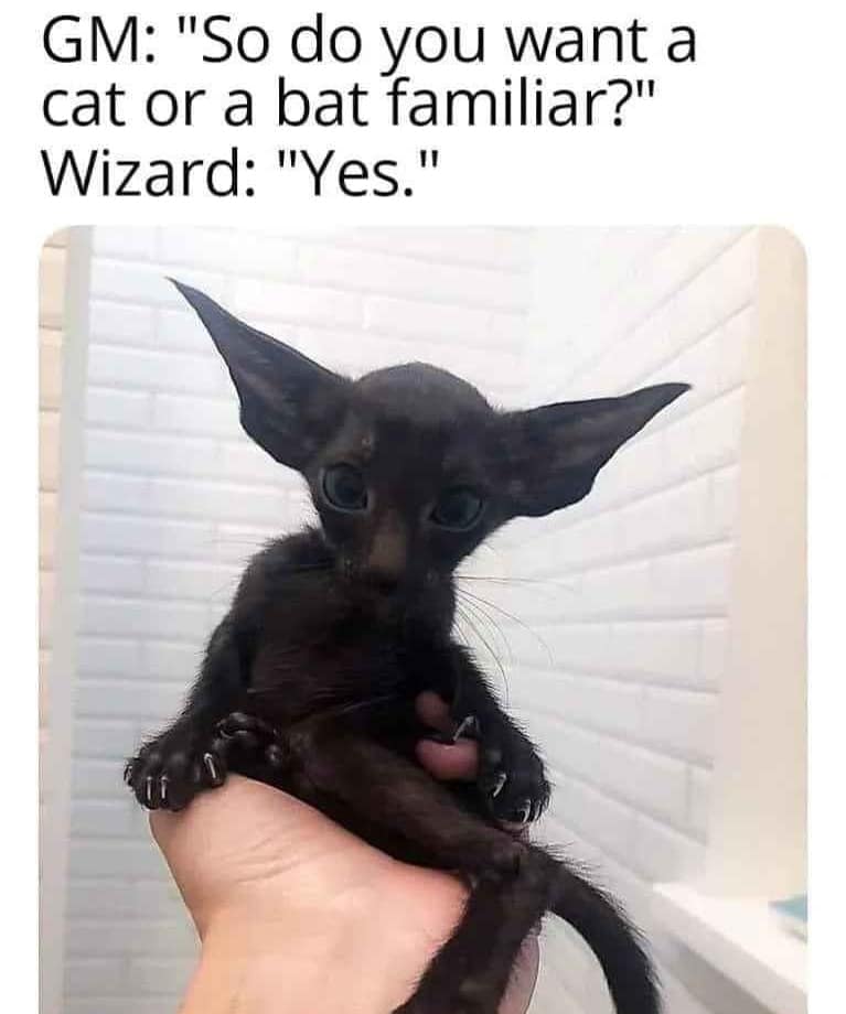 A funny DnD meme showing a picture of an Oriental Shorthair kitten as the answer to getting a cat or a bat familiar.