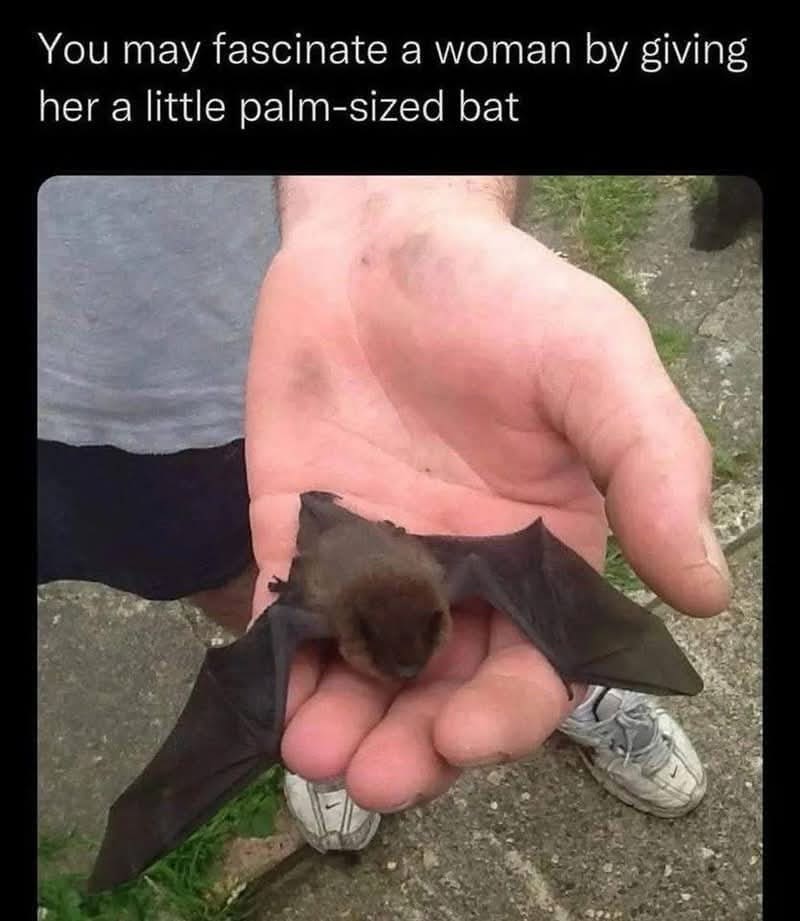A funny bat meme suggesting the best way to fascinate a woman is by giving her a tiny, palm-sized bat.