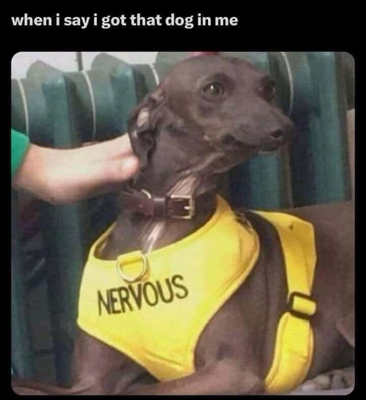 A classic meme of a nervous-looking dog wearing a yellow vest that says "NERVOUS."