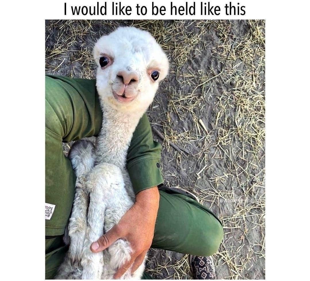 Wholesome meme pic featuring an adorable baby alpaca being held gently, captioned "I would like to be held like this."