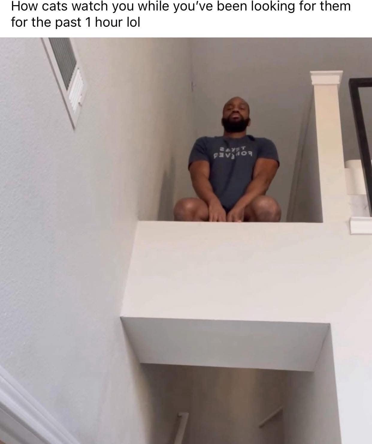 A funny meme about how cats hide in plain sight and watch you search for them.