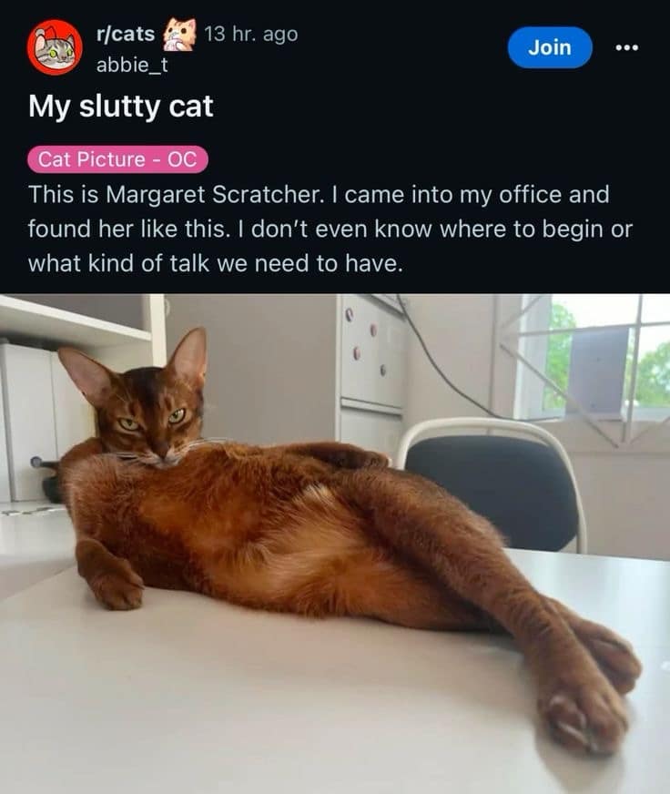 A funny meme from Reddit showing a cat posing seductively on a desk.