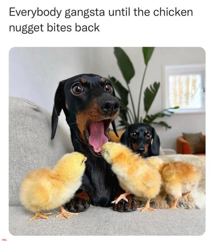 Classic meme of a baby chick pecking a dachshund's tongue