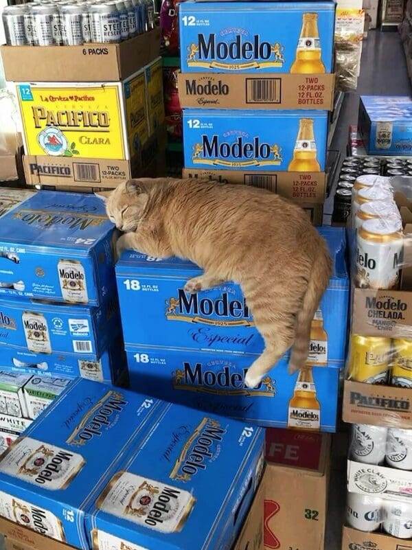An orange bodega cat sleeping draped over stacks of blue Modelo beer cases.