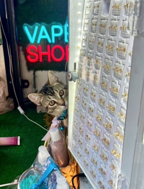 A funny cat picture of a tabby peeking out from behind a display of stud earrings.