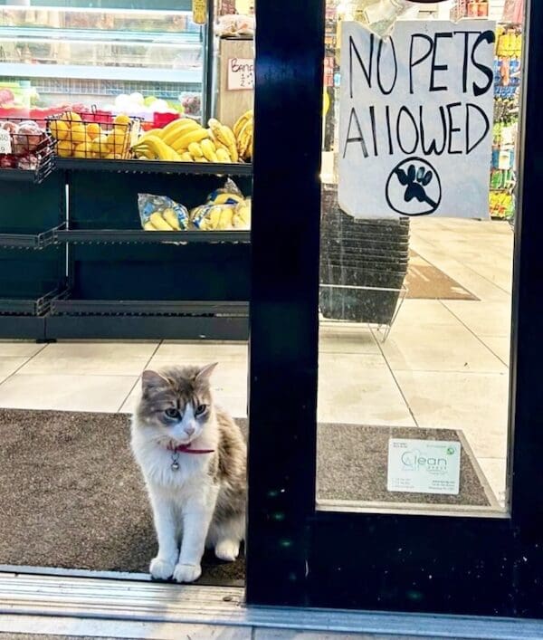 A bodega cat sitting inside a glass door right next to a No Pets Allowed sign.