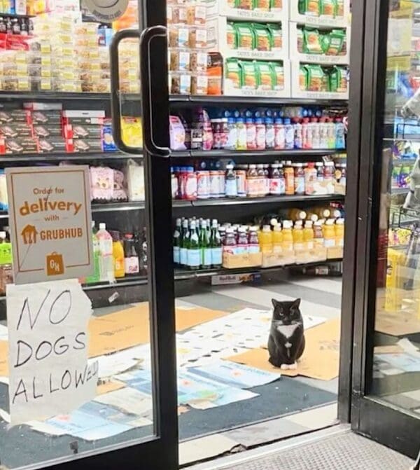 A tuxedo bodega cat sitting on cardboard inside the door staring at a No Dogs Allowed sign