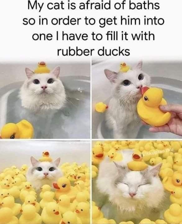 A funny meme of a white cat sitting in a bath filled with rubber ducks.