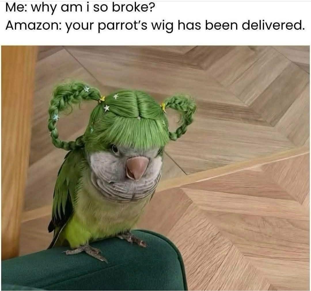 A hilarious meme showing a green parrot wearing a green wig ordered from Amazon.