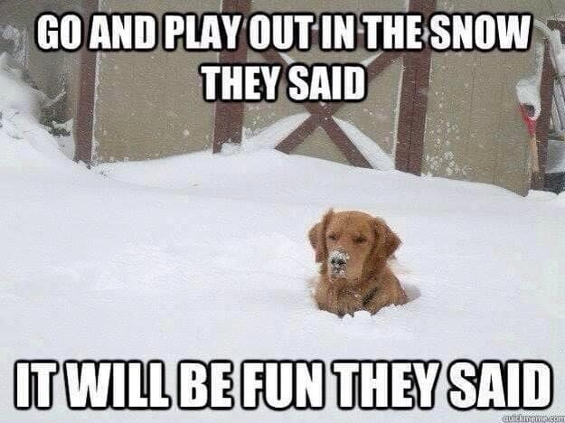 A snowed-in meme showing a Golden Retriever dog buried in deep snow with the caption "Go and play out in the snow they said. It will be fun they said."