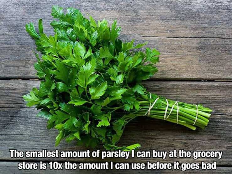 Large bunch of fresh parsley compared to the small amount actually needed for cooking.