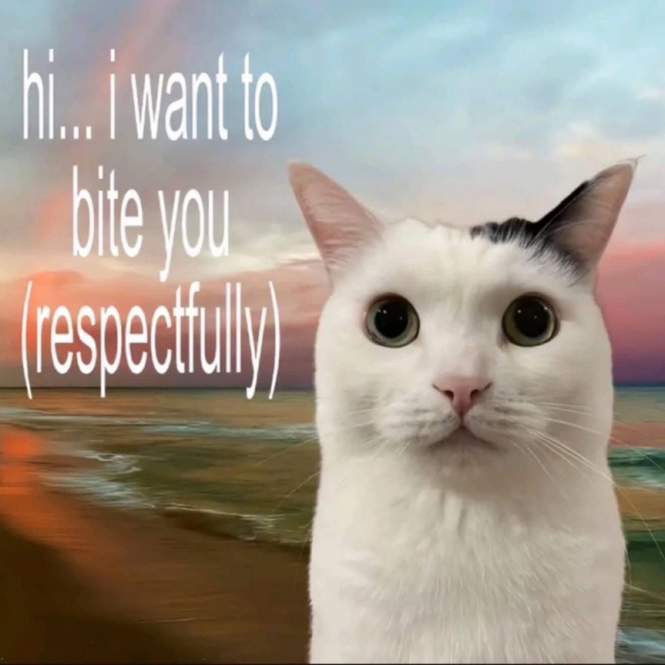 White cat with black ear staring intensely saying it wants to bite you respectfully.