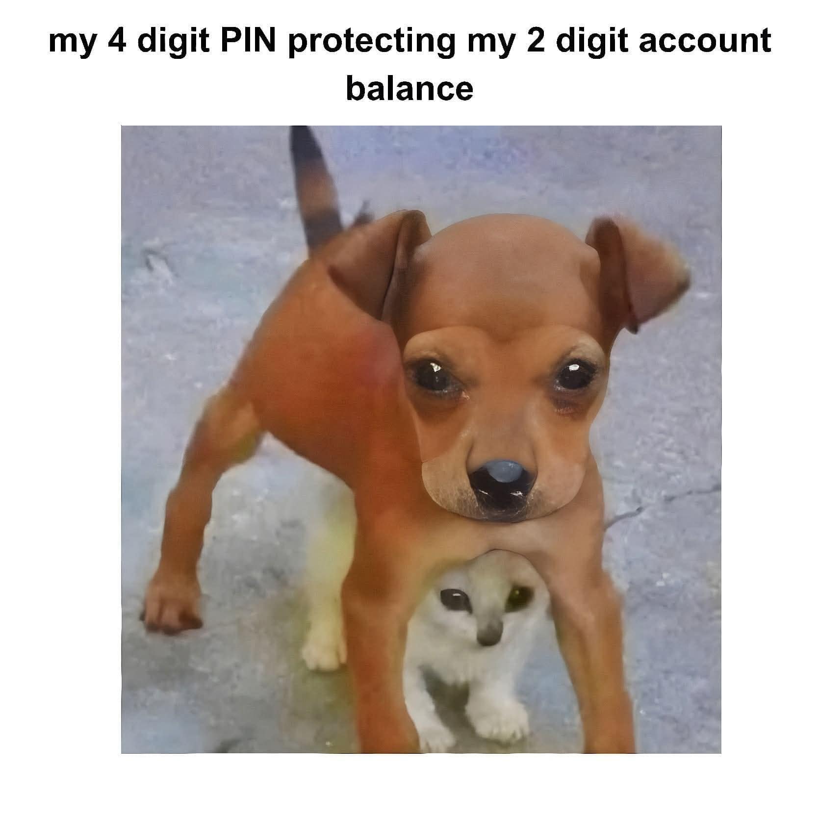 Small puppy gently biting kitten meme about pin code protecting empty bank account.