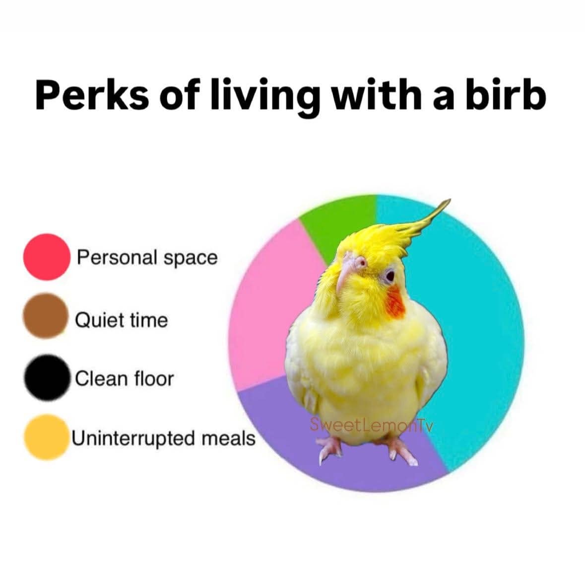 Pie chart showing zero perks of living with a pet bird funny pics.