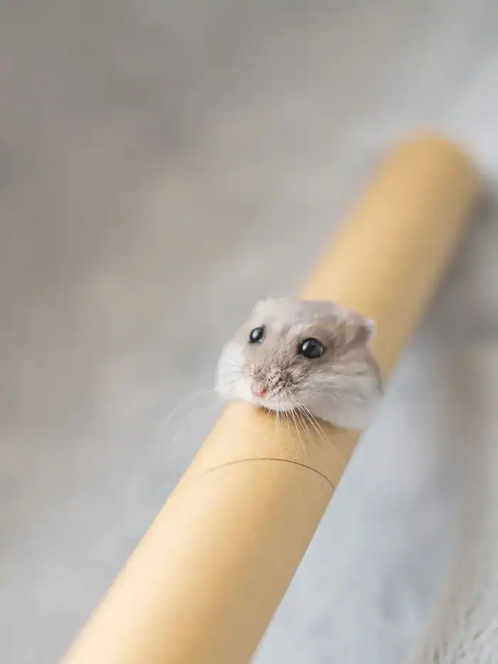 Grey hamster head poking out of a cardboard paper towel tube.