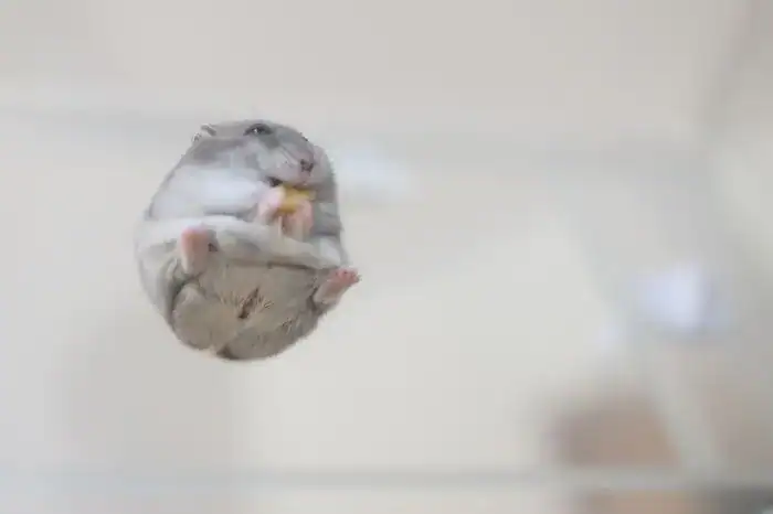 View from below of a round hamster eating on a glass table.