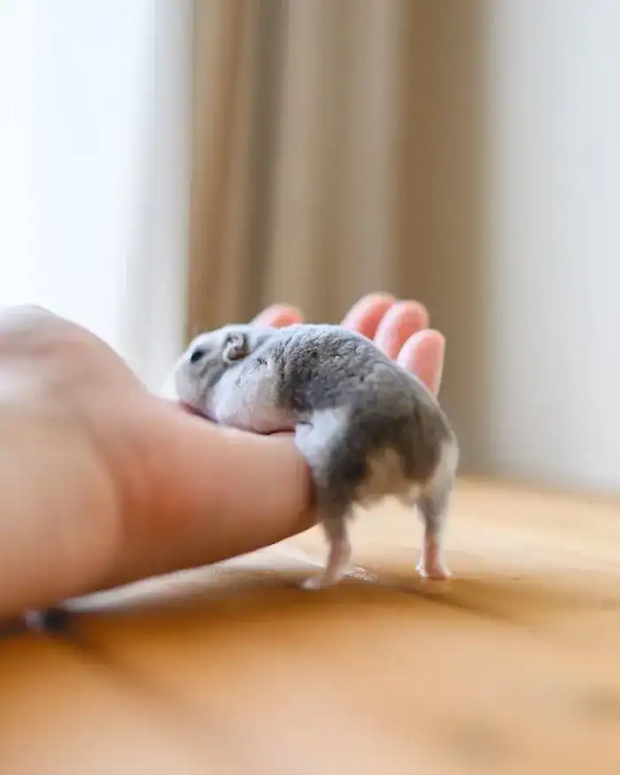 Small hamster climbing over a human hand with legs dangling.