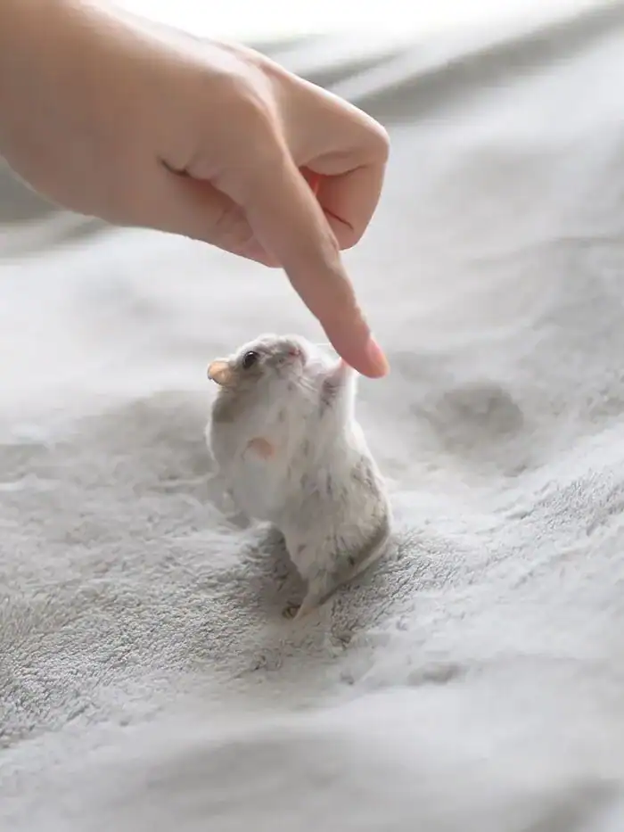 White and grey hamster standing to touch a human finger.