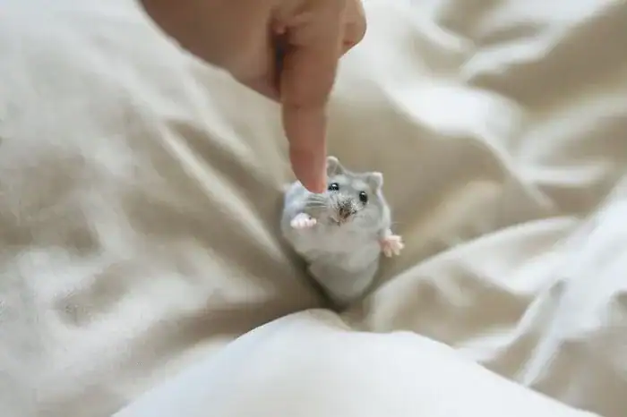 Top view of a round grey hamster looking up at a finger.