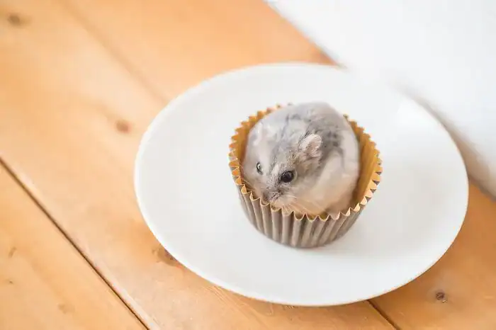 Grey hamster sitting comfortably inside a cupcake wrapper on a plate.