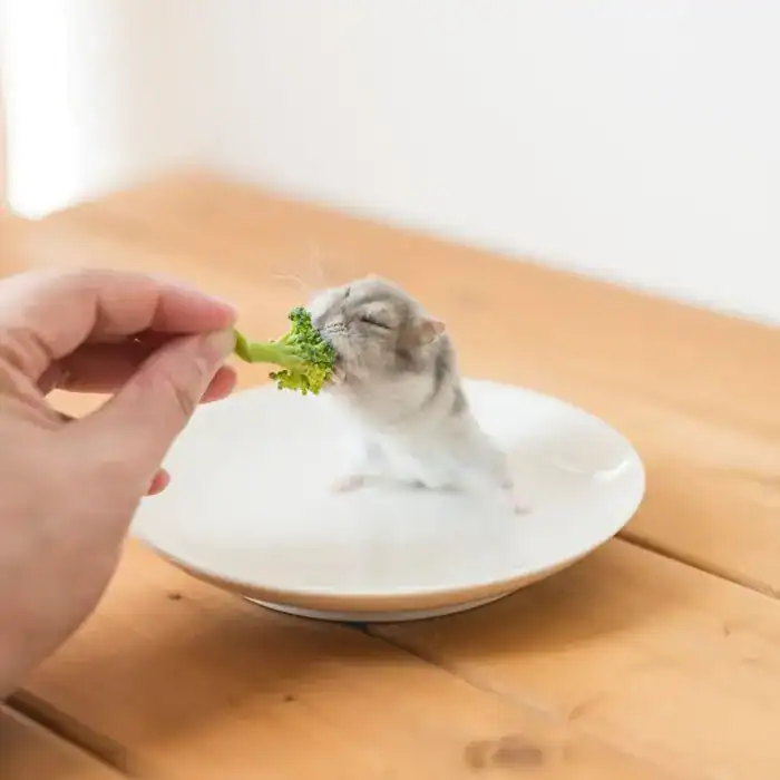 Hamster reaching out to take a bite of broccoli from a hand.