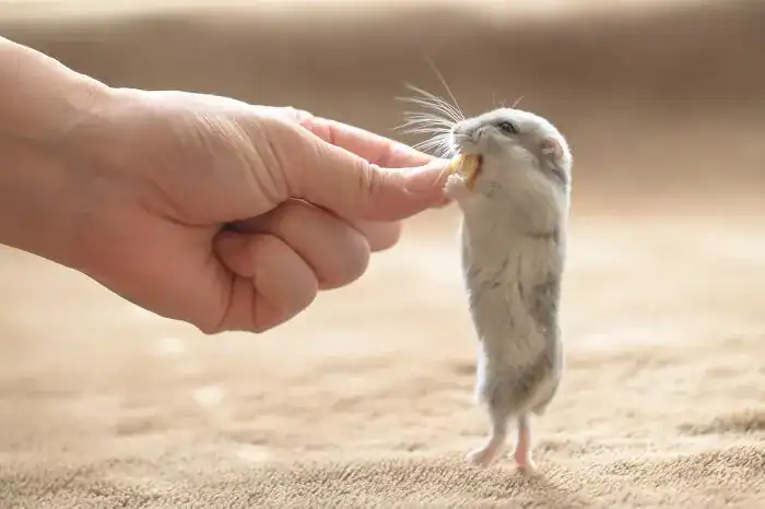 Hamster standing and eating while getting head scratches from a finger.
