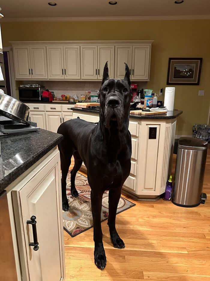 Enormous black Great Dane standing in a kitchen with its head reaching above the countertops.