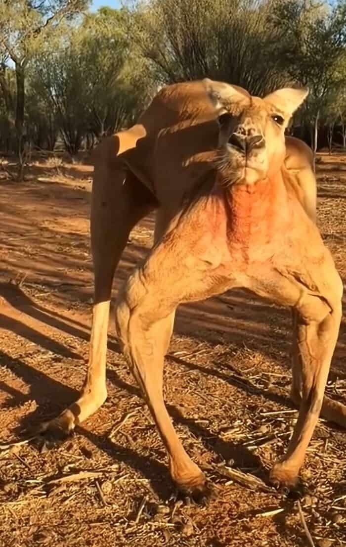 Muscular red kangaroo standing in the outback showing off highly defined bicep and chest muscles.