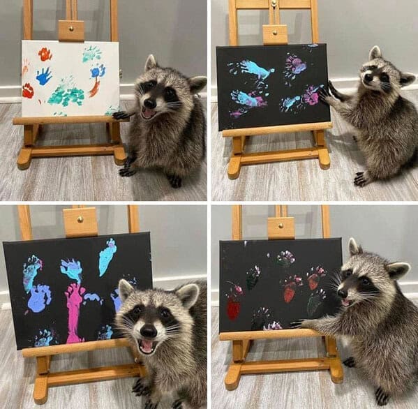 Four-panel image of a raccoon proudly posing next to its colorful paw-print paintings on canvases.