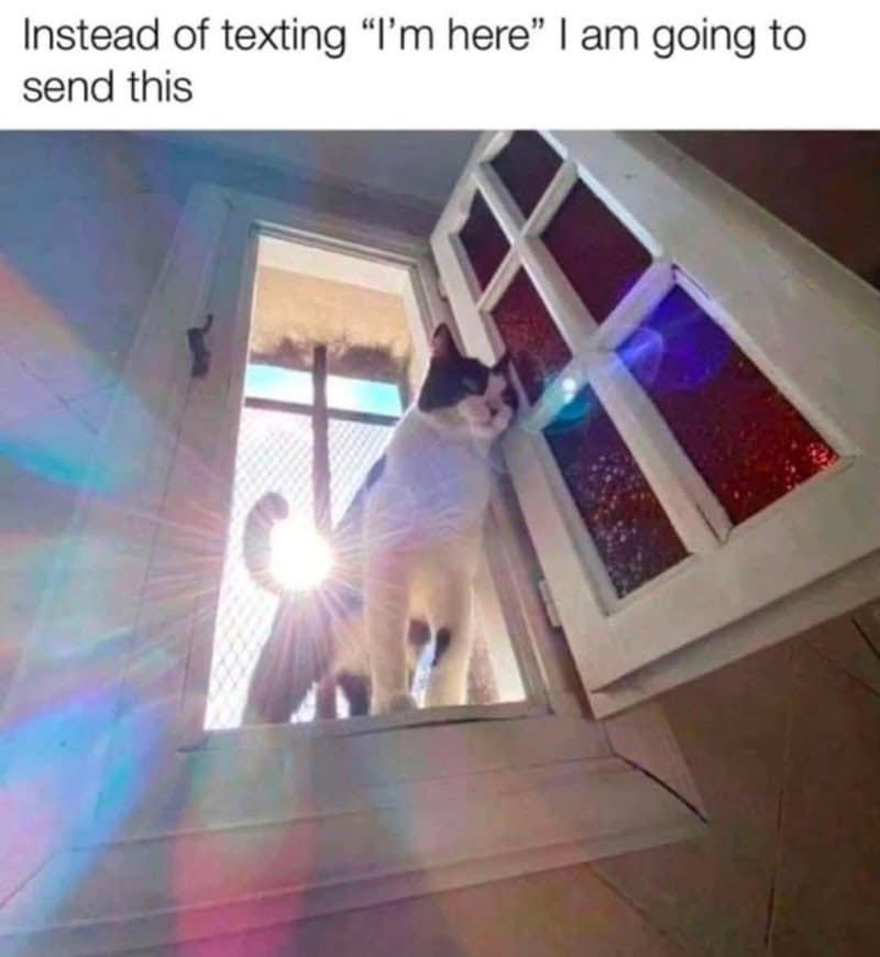 A classic meme showing a cat dramatically opening a window with holy light streaming in, captioned as a replacement for "I'm here" texts.