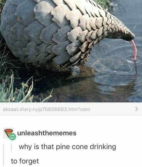 Social media post of a pangolin drinking water with a pun about a pine cone drinking.