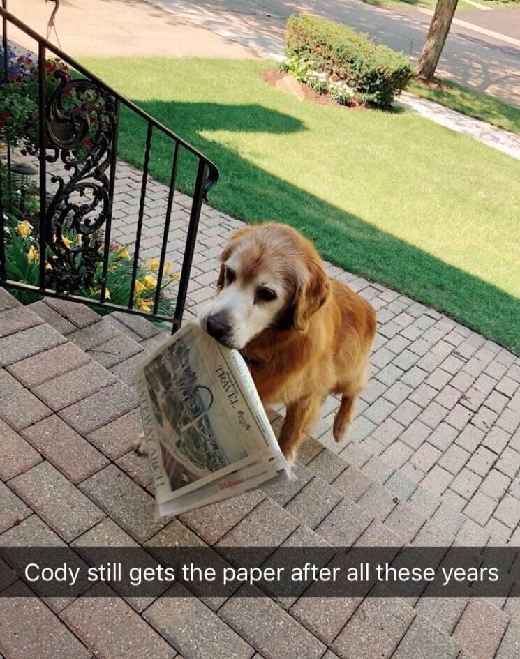 Golden retriever proudly holding a newspaper in its mouth on brick steps. A wholesome animal post celebrating an old dog.