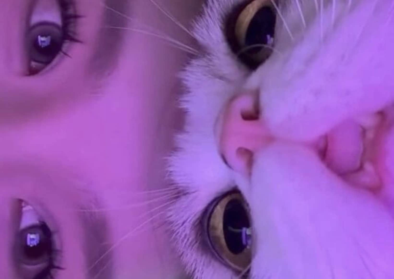 Close-up funny cat face merged with a human face under purple lighting for a meme.