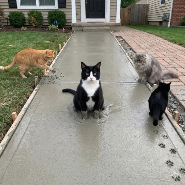 literal bad idea meme showing a tuxedo cat sitting squarely in the middle of a freshly poured, wet concrete sidewalk while three other cats watch from the edges, leaving a trail of paw prints behind him.