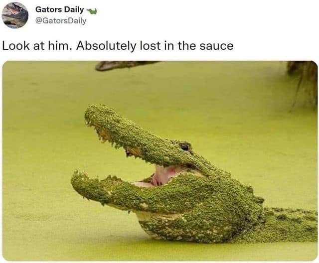 classic meme featuring an alligator completely covered in bright green swamp algae, perfectly paired with the caption claiming he is absolutely lost in the sauce