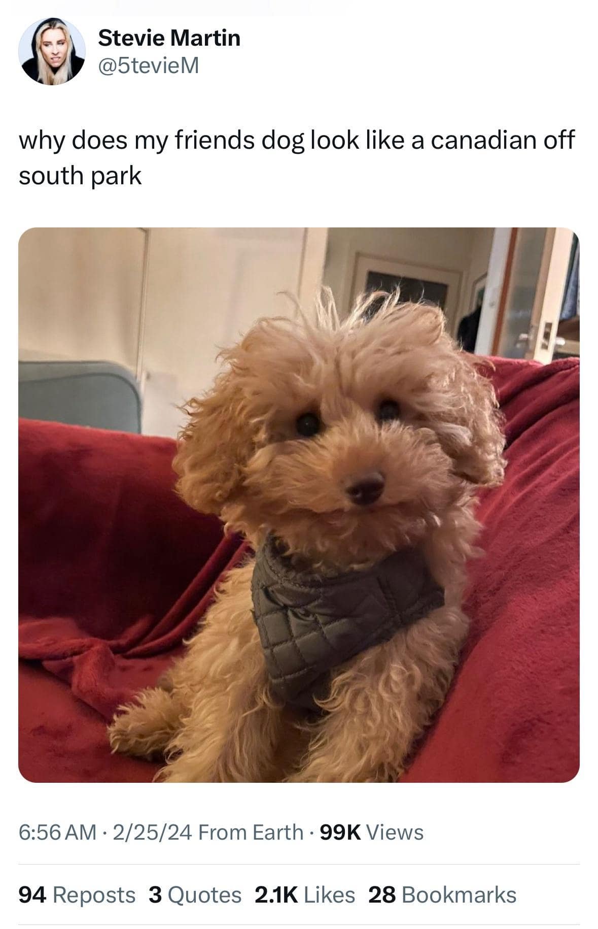 animal classic meme showing a small, fluffy dog with a completely flat, horizontal line across its mouth, perfectly matching the caption asking why the dog looks exactly like a Canadian character from South Park.