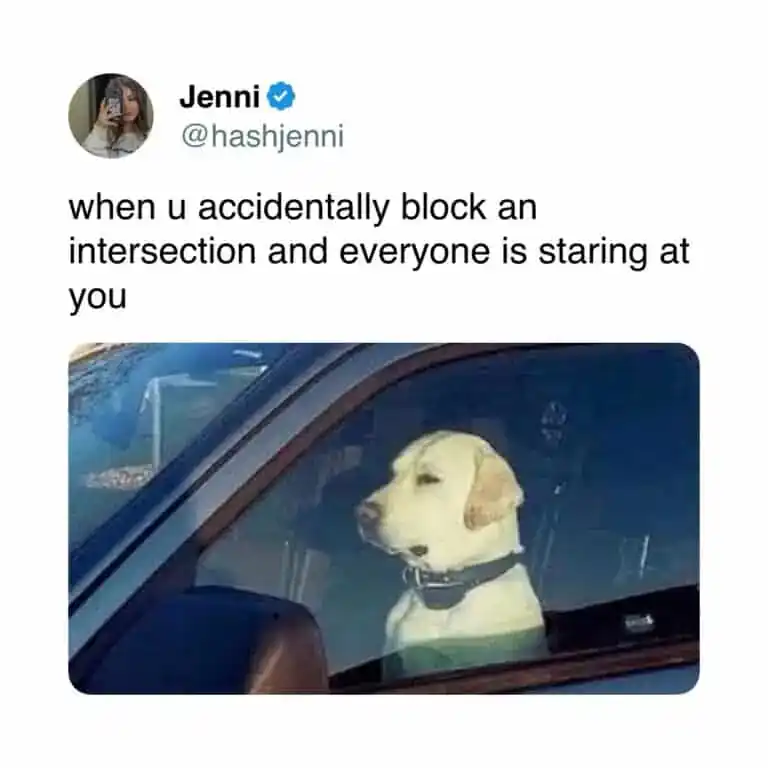 A peak social-anxiety relatable meme featuring a tweet by Jenni (@hashjenni) about the shame of accidentally blocking an intersection. The visual shows a yellow Labrador sitting in a car's driver's seat, staring straight ahead with a glazed, awkward expression as if trying to ignore the judgmental stares of other drivers.