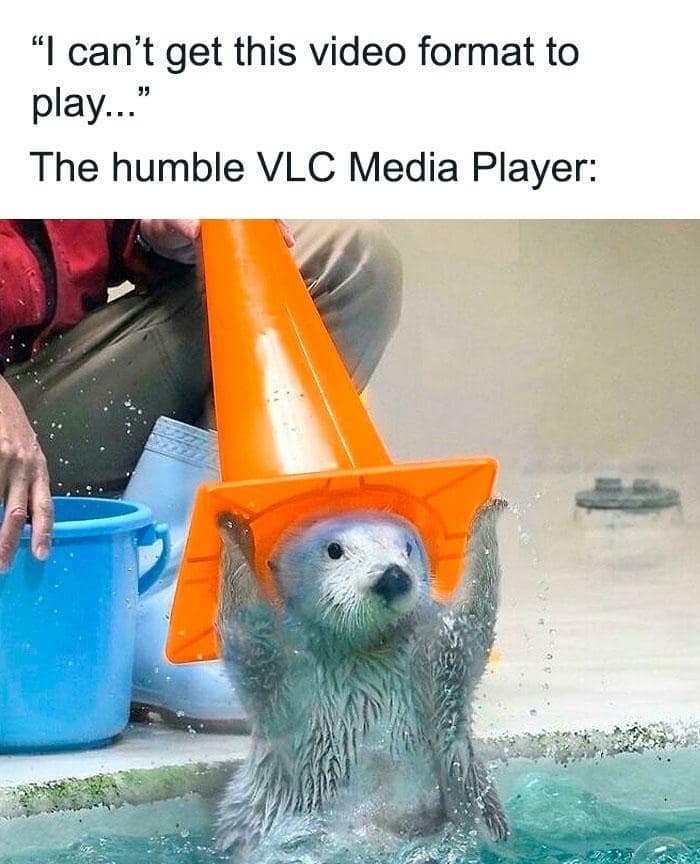 A cute otter wearing a bright orange traffic cone like a helmet represents the humble VLC Media Player in this classic meme. It highlights the software's legendary ability to play absolutely any video format you throw at it.