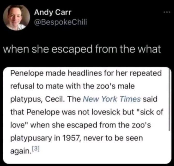 A funny old meme focusing on a screenshot of a news or Wikipedia snippet. It tells the story of Penelope the platypus, who made headlines for refusing to mate with a male named Cecil and being "sick of love." The user @BespokeChili adds the commentary: "when she escaped from the what," highlighting the word "platypusary."