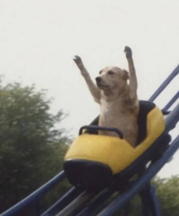 Funny picture of a dog riding a roller coaster with its front paws raised in the air.